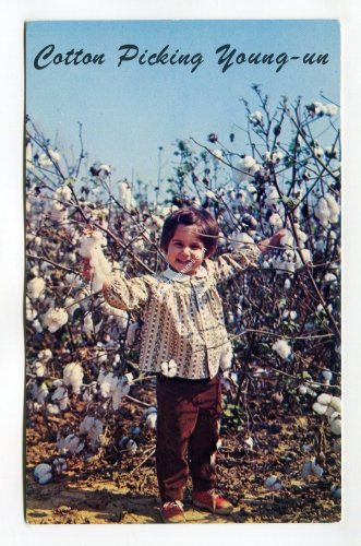 Cotton Picking in the South Postcard