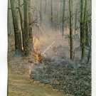 Mother Nature vs Mankind Nature Trail near Huntsville Alabama Postcard