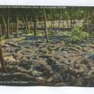 Breeding Pool at the Ostrich-Alligator Farm St Augustine Florida Postcard Breeding Pool at the Ostrich-Alligator Farm St Augustine Florida Postcard