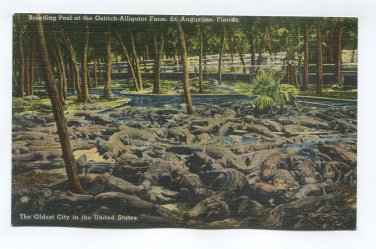 Breeding Pool at the Ostrich-Alligator Farm St Augustine Florida Postcard