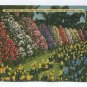 Sweet Pea Wall Eola Park Orlando Florida Postcard