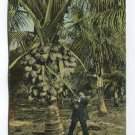 Cocoanut Palm and Fruit Florida Postcard