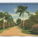 Oranges Growing at Midway Groves between Bradenton and Sarasota Florida Postcard
