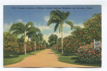 Oranges Growing at Midway Groves between Bradenton and Sarasota Florida Postcard