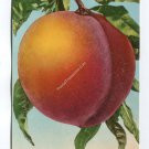 Peach Postcard