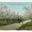 Beautiful Avenue of Apple Blossom in Grand Valley Colorado Postcard