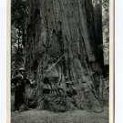 Gen Grant Big Tree Grove Nr Santa Cruz California Postcard