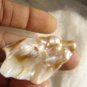 ABALONE, HUGE SIZE PEARL 55CTW,MUSUEMSIZEONEBAY,RAREST