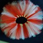 Peppermint TuTu