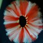 Peppermint TuTu