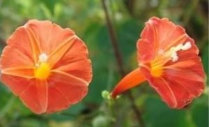 Orange Noah Morning Glory Trumpet Vine Seeds - #12 EASY