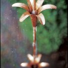 Lily Rain Extension