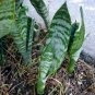 MOTHER IN LAW'S TONGUE ALLIGATOR'S TAIL PLANT GARDEN GARDENING SUMMER jade GREEN NEAT shape