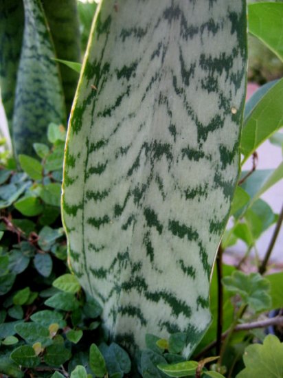 MOTHER IN LAW'S TONGUE ALLIGATOR'S TAIL PLANT GARDEN GARDENING SUMMER jade GREEN NEAT shape