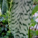 MOTHER IN LAW'S TONGUE ALLIGATOR'S TAIL PLANT GARDEN GARDENING SUMMER jade GREEN NEAT shape