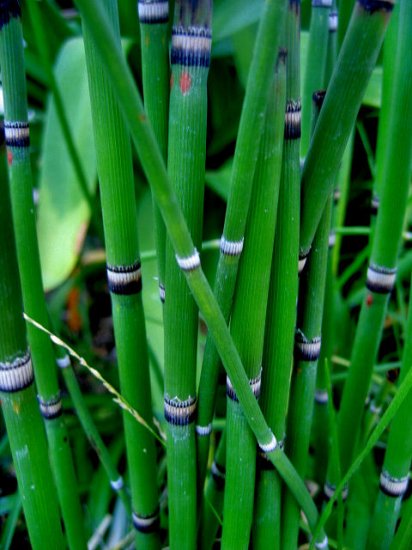 horsetail JAPANESE BAMBOO well-rooted PLANT GARDEN GARDENING SUMMER FUN