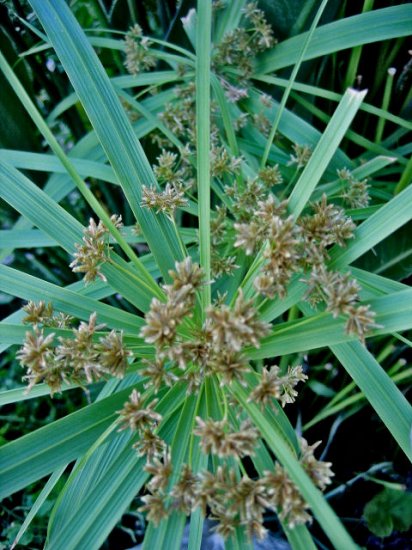 cyperus umbrella plant