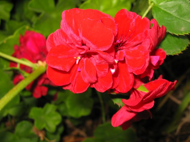 BOLD RED GERANIUM CUTTING DOUBLE CLUSTER FLOWERS GARDEN GARDENING PLANT edging