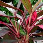 RED HAWAII TI PLANT INDOOR GARDEN HOUSE RAINBOW CUTTING houseplant