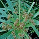 UMBRELLA PLANT seeds seed - Cyperus alternifolius - landscape garden gardening flowers plants