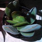 FURRY CRASSULA DUVIA AFRICA JADE SUCCULENT CACTUS PLANT TREE FLOWER home garden