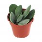 FURRY CRASSULA DUVIA AFRICA JADE SUCCULENT CACTUS PLANT TREE FLOWER home garden
