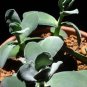 FURRY CRASSULA DUVIA AFRICA JADE SUCCULENT CACTUS PLANT TREE FLOWER home garden