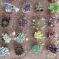 LOT 36 MISC SUCCULENT COLLECTION 36 SPRING SPECIMENS garden home hobby plant cactus