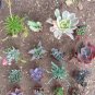 LOT 36 MISC SUCCULENT COLLECTION 36 SPRING SPECIMENS garden home hobby plant cactus