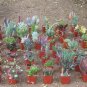 LOT 36 MISC SUCCULENT COLLECTION 36 SPRING SPECIMENS garden home hobby plant cactus