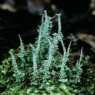 LIVE PITYREA CLADONIA LICHEN FOR TERRARIUM GARDEN 2 Pc RARE home garden family hobby art