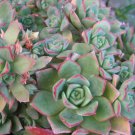 SALE 1-2 INCH ROSE JADE SUCCULENT CACTUS CUTTING PLANT TREE FLOWER home garden crassula hens chicks