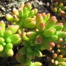 SALE - JELLY BEANS SUCCULENT CACTUS CUTTING PLANT TREE GARDEN LANDSCAPE FLOWER SEED home & garden