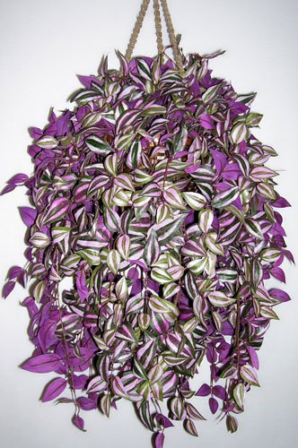 12 Wandering Jew Plant Cuttings 4" To 6" Long Purple Green Leaf Home ...