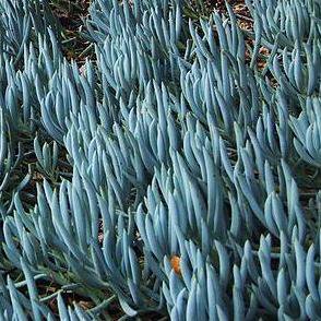 BLUE SILVER chalk FINGER CUTTING senecio mandraliscae cactus SUCCULENT ...