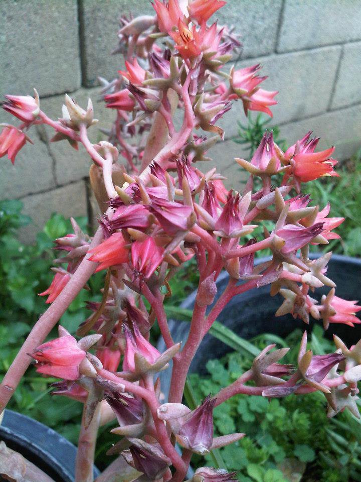 SALE 2 INCH ORANGE BELL like lambs ear JADE SUCCULENT CACTUS CUTTING