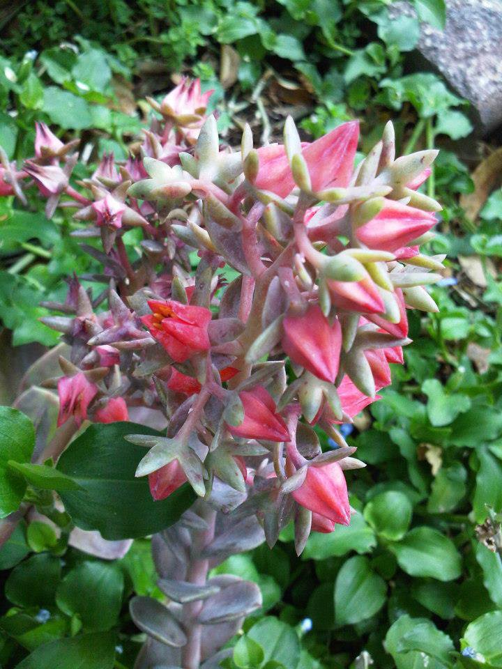 SALE 2 INCH ORANGE BELL like lambs ear JADE SUCCULENT CACTUS CUTTING