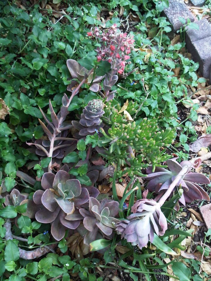 SALE - 2 INCH ORANGE BELL like lambs ear JADE SUCCULENT ...