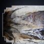 WILD PUMA Feather Art Turkey Tail Hand Painted Rooster Sue Perry Rufus Original ART WILD