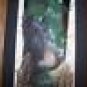 Wild Black Bear Feather Art TURKEY Tail Hand Painted  Sue Perry Rufus Original