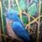 BLUE BIRDS WILD Turkey TAIL Feathers Hand Painted ART ! Sue Perry Rufus Original
