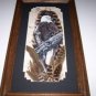 AMERICAN BALD EAGLE Wild Turkey Feathers Hand Painted  Sue Perry Rufus Original ART