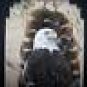 AMERICAN BALD EAGLE Wild Turkey Feathers Hand Painted  Sue Perry Rufus Original ART
