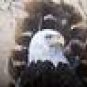 AMERICAN BALD EAGLE Wild Turkey Feathers Hand Painted Sue Perry Rufus Original ART