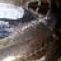 AMERICAN BALD EAGLE Wild Turkey Feathers Hand Painted Sue Perry Rufus Original ART