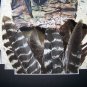 Spring Gobbler Wild Turkey Feather Hand Painted WING Sue Perry Rufus Original ART