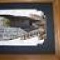 Jumping Buck Deer WILD Turkey Tail Hand Painted Feather Sue Perry Rufus Original ART