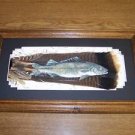 Walleye Fish Turkey Tail Pheasant Feather Feathers Art! Sue Perry Rufus