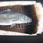 Walleye Fish Turkey Tail Pheasant Feather Feathers Art! Sue Perry Rufus