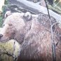 Wild Grizzley Bear Handpainted on Turkey Wing Feathers Signed